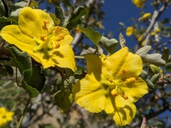 Fremontodendron californicum