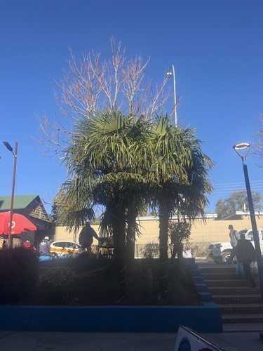 Chusan Palm