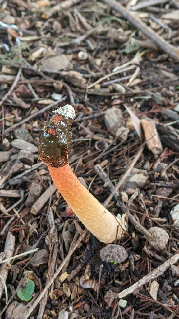 Wrinkly Stinkhorn · August 2026 · photo: Photo: (c) Maria Aghazarian, some rights reserved (CC BY) · iNaturalist