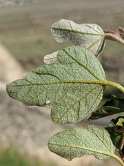 Fremontodendron californicum