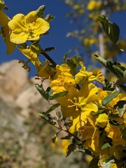 Fremontodendron californicum