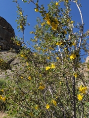 Fremontodendron californicum