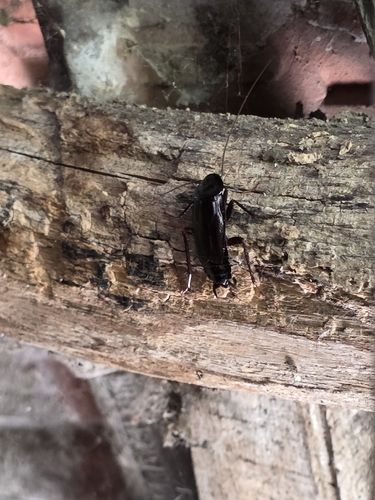 Oriental Cockroach