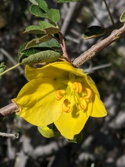 Fremontodendron californicum