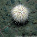 Pale Urchin - Photo 
NOAA, no known copyright restrictions (public domain)
