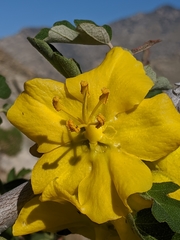 Fremontodendron californicum