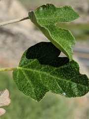 Fremontodendron californicum