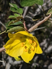 Fremontodendron californicum