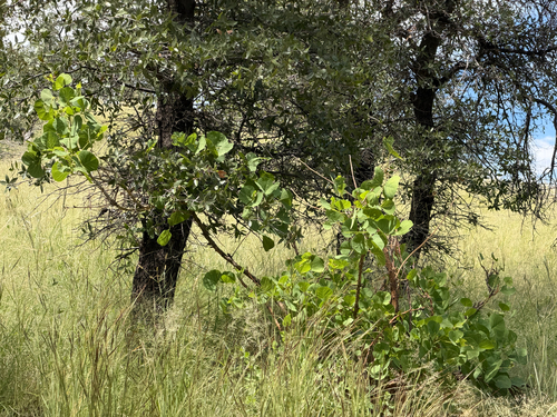Erythrina flabelliformis, photograph 2
