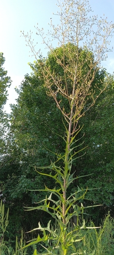 Canada wild lettuce