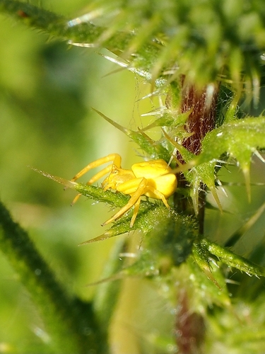 Heather crab spider