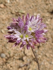 Allium fimbriatum
