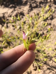 Cordylanthus wrightii