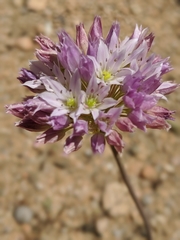 Allium fimbriatum