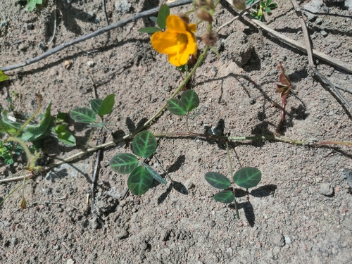 Chamaecrista hispidula