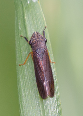 Homalodisca insolita