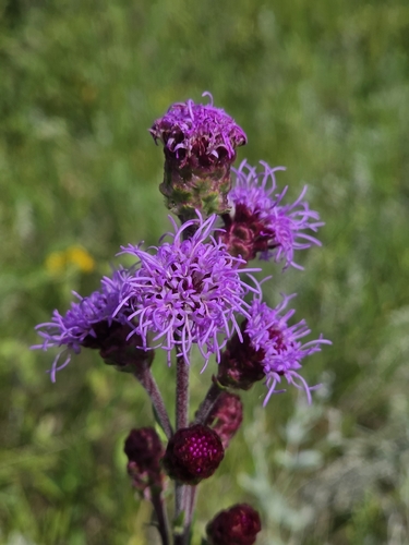 Rocky Mountain blazing star