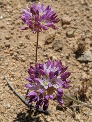Allium fimbriatum