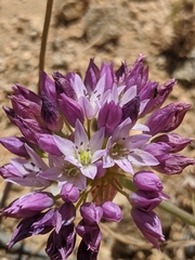 Allium fimbriatum
