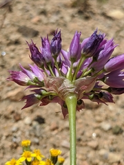 Allium fimbriatum