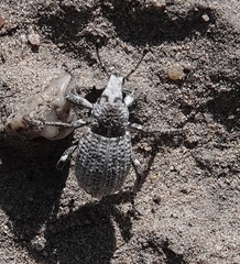 Graphorhinus vadosus