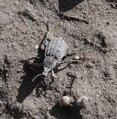 Graphorhinus vadosus