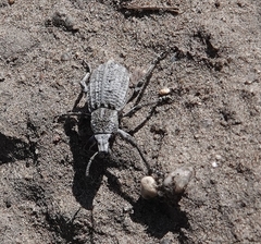 Graphorhinus vadosus