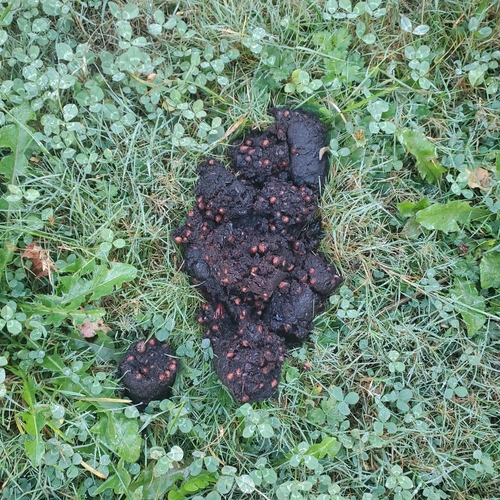 Black Bear sighting near Greater Vancouver