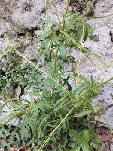 Hedge mustard