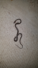 Pseudelaphe phaescens