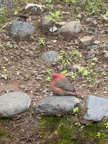 Red-billed Firefinch