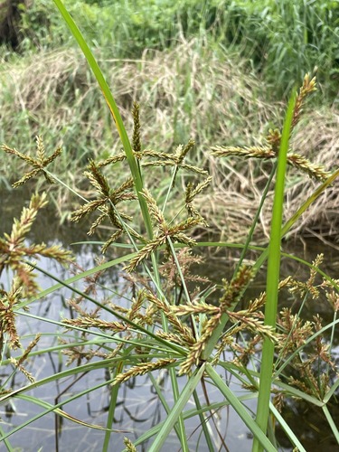 Cyperus imbricatus observed 2026-08-20