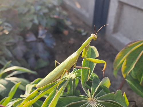 European Mantis
