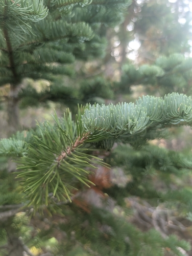 red fir