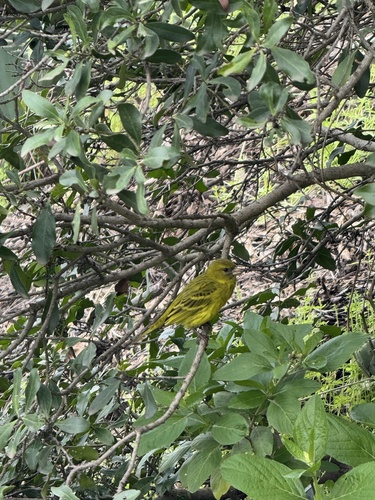 African Citril