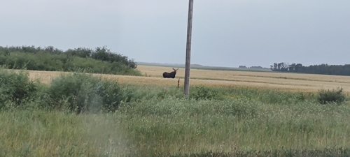 Moose