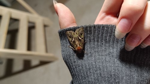 Orache Moth