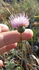 Klasea radiata
