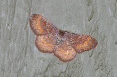 Leptostales rubromarginaria