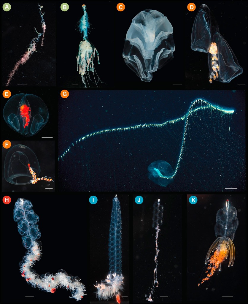 Giant Siphonophore