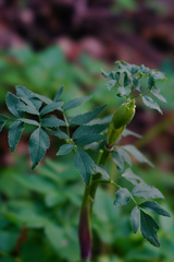 Angelica californica