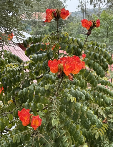 African tulip tree