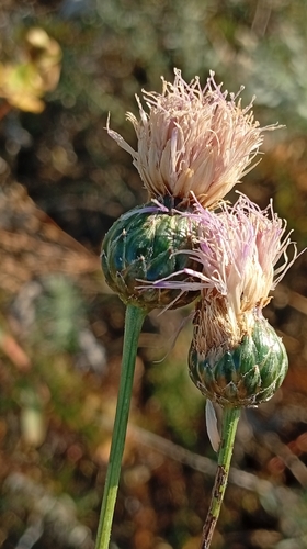 Klasea radiata, photograph 2