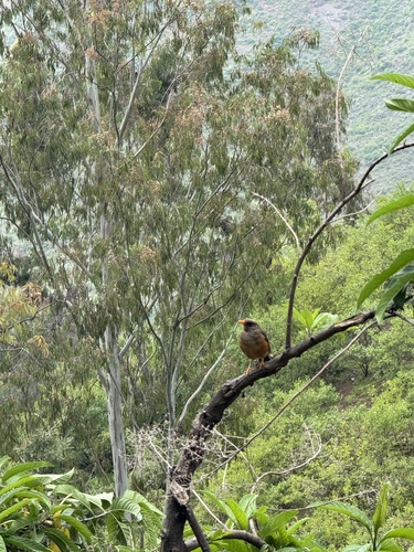 Abyssinian Thrush