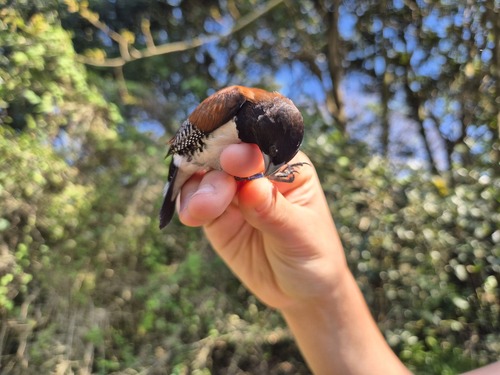 iNaturalist image