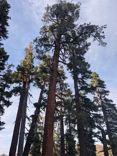 western white pine