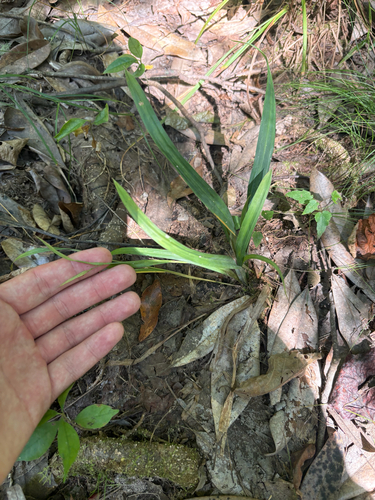 Carex flaccosperma, photograph 4