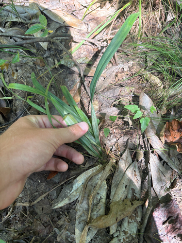 Carex flaccosperma, photograph 5