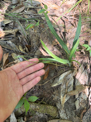 Carex flaccosperma, photograph author not stated, no rights reserved