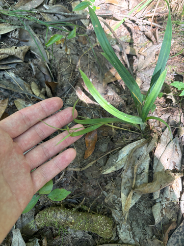 Carex flaccosperma, photograph 2